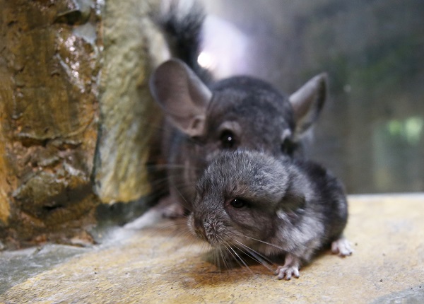 Foto - Antalya’nın yeni maskotu: Hera
