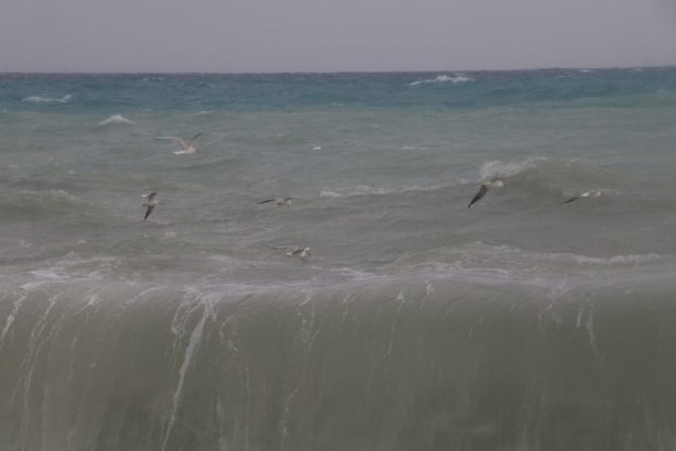 Foto - Antalya'yı istila ettiler! Görenler telefonuna sarıldı