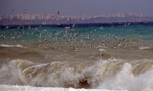 Foto - Antalya'yı istila ettiler! Görenler telefonuna sarıldı
