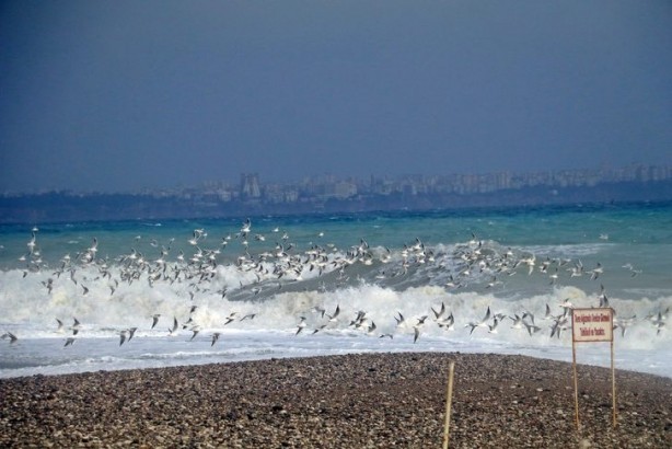 Foto - Antalya'yı istila ettiler! Görenler telefonuna sarıldı