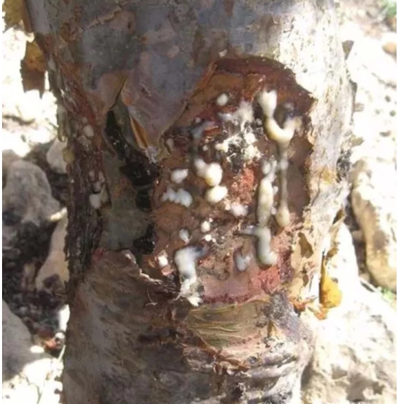 Antibiyotik almaya son! İşte iltihaba meydan okuyan bitki