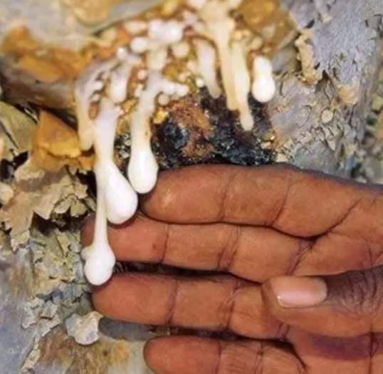 Foto - Antibiyotik almaya son! İşte iltihaba meydan okuyan bitki