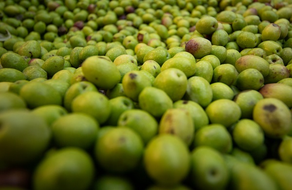 Foto - Antik dönemden günümüze lezzeti ulaşan meşhur Derik zeytini! İlk ağaç milattan önce 77’de dikilmiş!