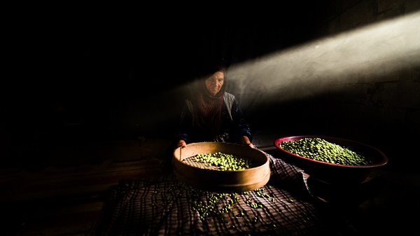 Antik dönemden günümüze lezzeti ulaşan meşhur Derik zeytini! İlk ağaç milattan önce 77’de dikilmiş!