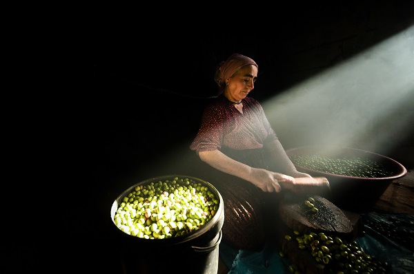 Foto - Antik dönemden günümüze lezzeti ulaşan meşhur Derik zeytini! İlk ağaç milattan önce 77’de dikilmiş!