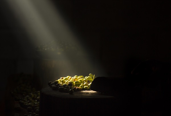 Foto - Antik dönemden günümüze lezzeti ulaşan meşhur Derik zeytini! İlk ağaç milattan önce 77’de dikilmiş!