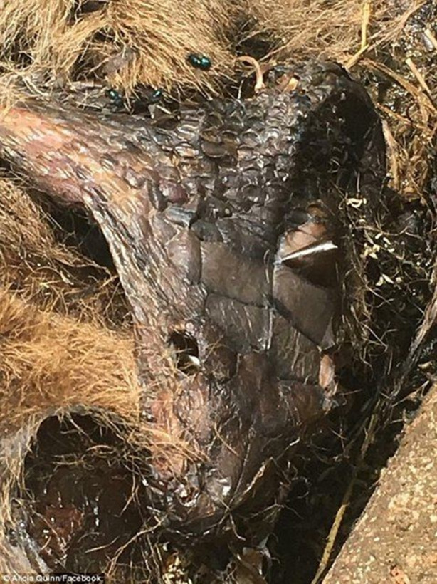 Foto - Antilobu dakikalar içerisinde midesine indirdi!