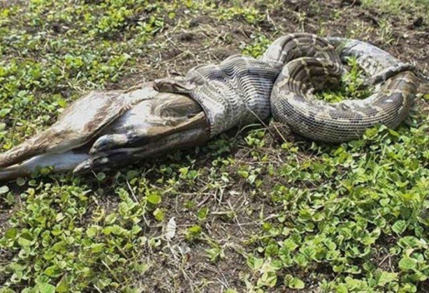 Foto - Antilobu dakikalar içerisinde midesine indirdi!