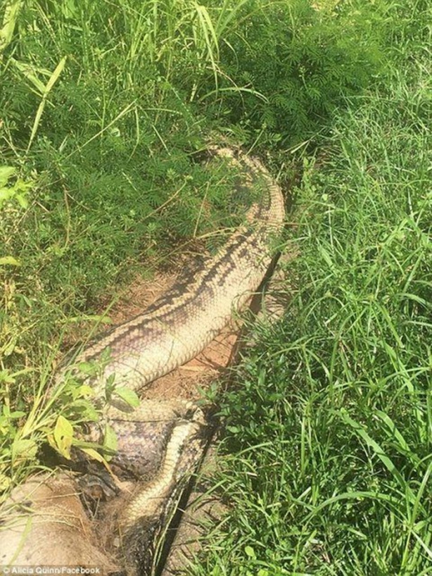 Foto - Antilobu dakikalar içerisinde midesine indirdi!