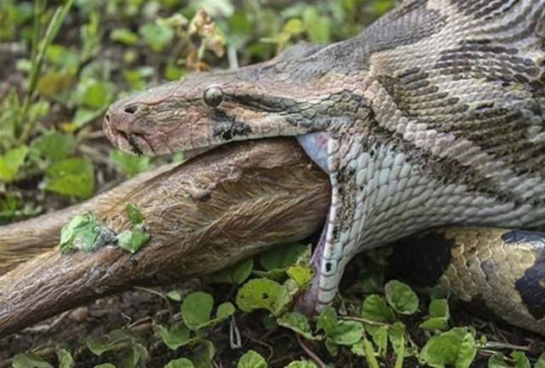 Foto - Antilobu dakikalar içerisinde midesine indirdi!