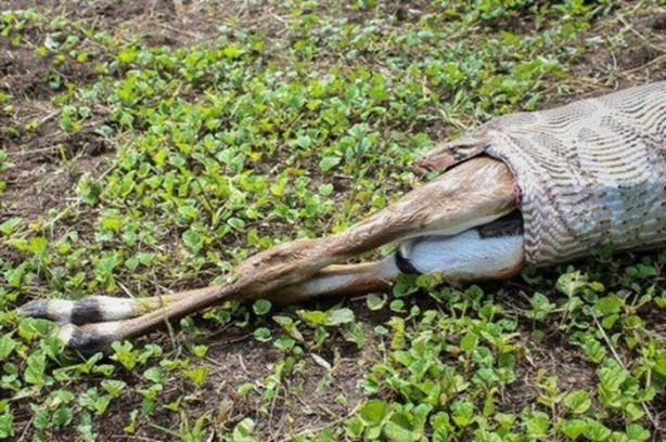 Foto - Antilobu dakikalar içerisinde midesine indirdi!