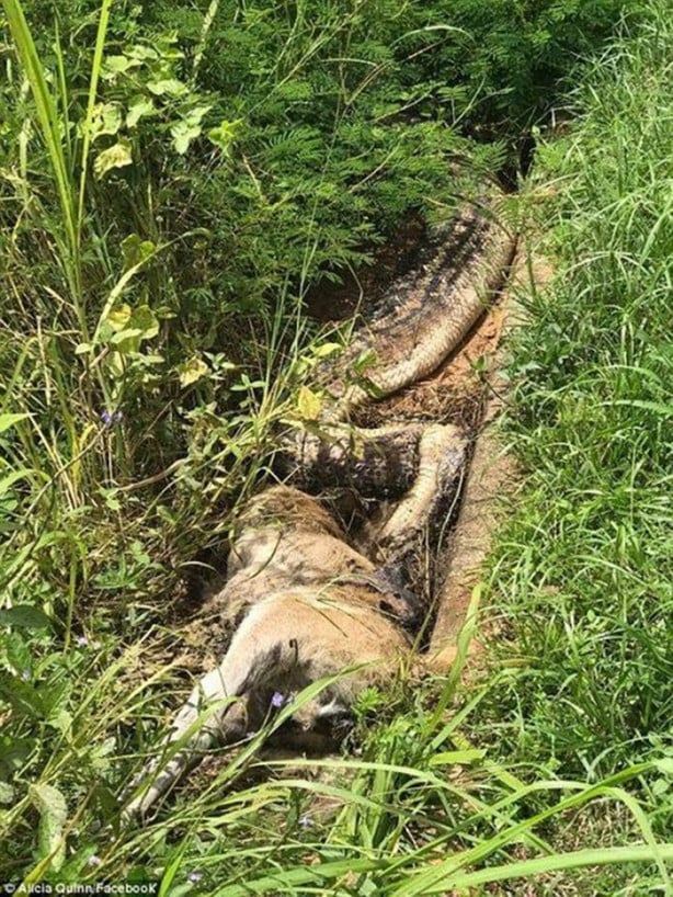 Foto - Antilobu dakikalar içerisinde midesine indirdi!