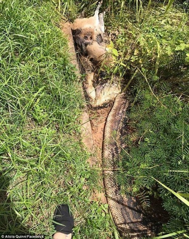 Foto - Antilobu dakikalar içerisinde midesine indirdi!