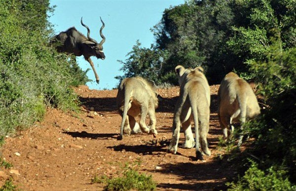  Antilobun muhteşem planı