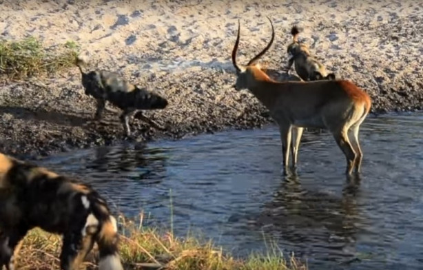 Foto - Antilop sırtlan sürüsüne av oldu