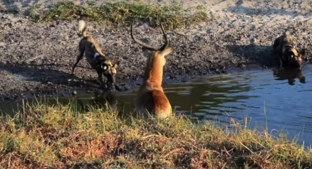 Antilop sırtlan sürüsüne av oldu