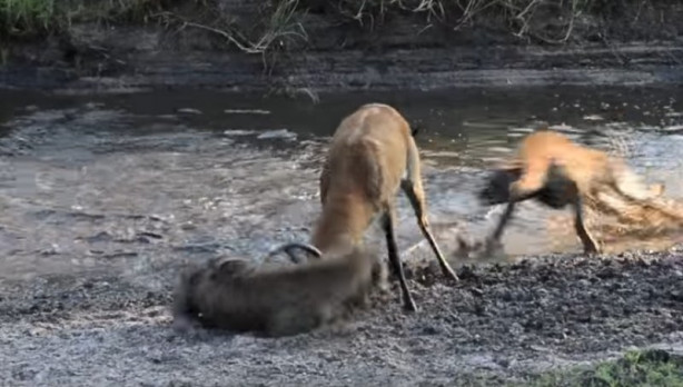 Foto - Antilop sırtlan sürüsüne av oldu