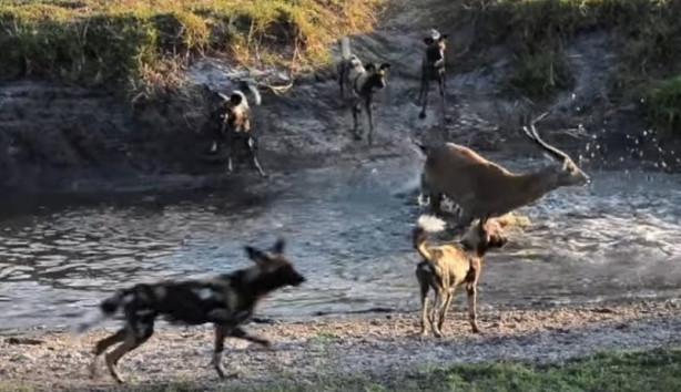 Foto - Antilop sırtlan sürüsüne av oldu