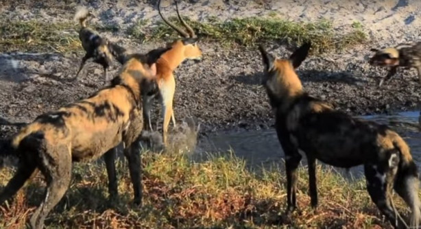 Foto - Antilop sırtlan sürüsüne av oldu