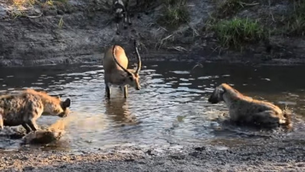 Foto - Antilop sırtlan sürüsüne av oldu