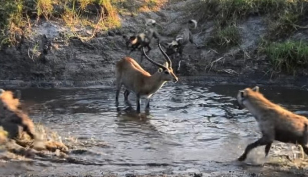 Foto - Antilop sırtlan sürüsüne av oldu
