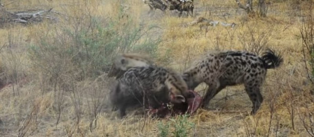 Foto - Antilop sırtlan sürüsüne av oldu
