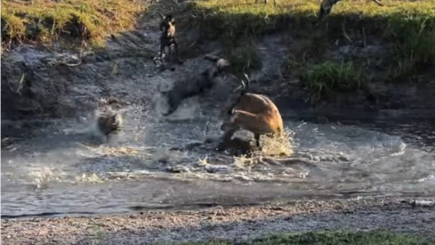 Foto - Antilop sırtlan sürüsüne av oldu