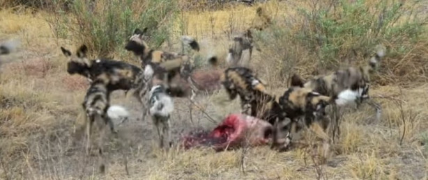 Foto - Antilop sırtlan sürüsüne av oldu