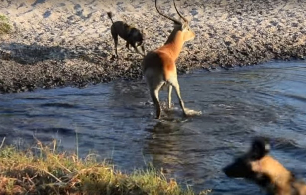 Foto - Antilop sırtlan sürüsüne av oldu