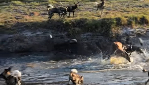 Foto - Antilop sırtlan sürüsüne av oldu