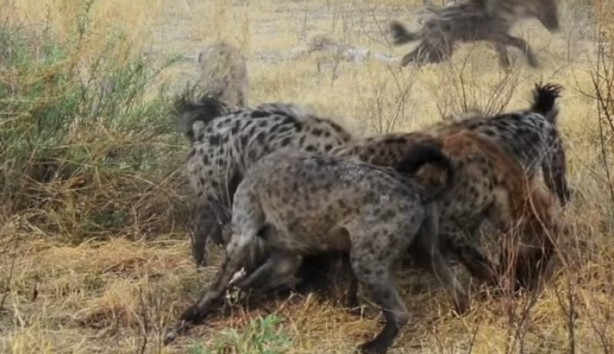 Foto - Antilop sırtlan sürüsüne av oldu