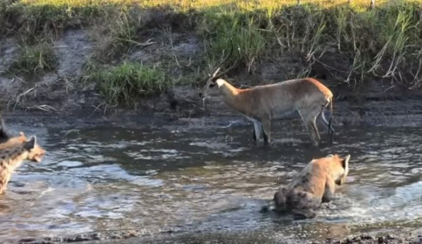 Foto - Antilop sırtlan sürüsüne av oldu