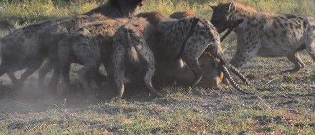 Foto - Antilop sırtlan sürüsüne av oldu