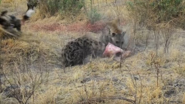 Foto - Antilop sırtlan sürüsüne av oldu