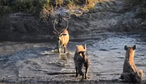 Foto - Antilop sırtlan sürüsüne av oldu