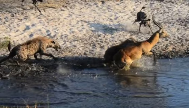 Foto - Antilop sırtlan sürüsüne av oldu
