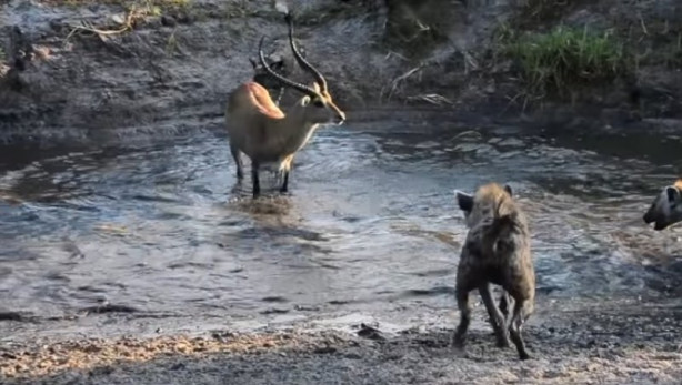 Foto - Antilop sırtlan sürüsüne av oldu