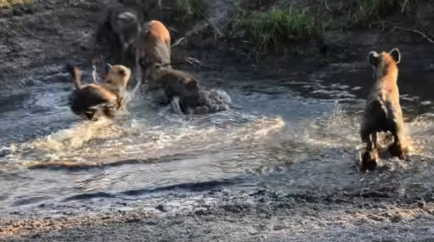 Foto - Antilop sırtlan sürüsüne av oldu