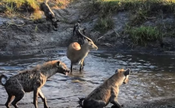 Foto - Antilop sırtlan sürüsüne av oldu