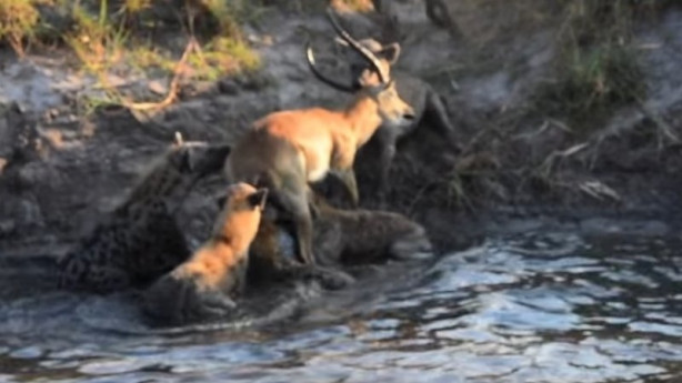 Foto - Antilop sırtlan sürüsüne av oldu