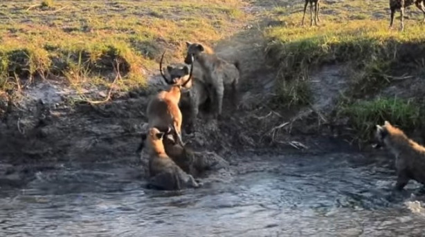 Foto - Antilop sırtlan sürüsüne av oldu