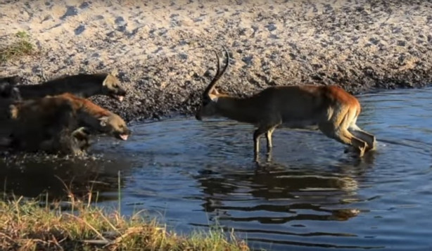 Foto - Antilop sırtlan sürüsüne av oldu