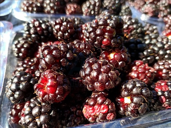 Foto - Tam bir şifa deposu! Bu meyve kanser hastalığına deva