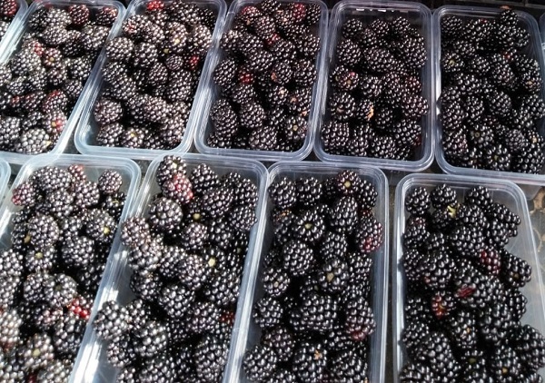 Foto - Tam bir şifa deposu! Bu meyve kanser hastalığına deva