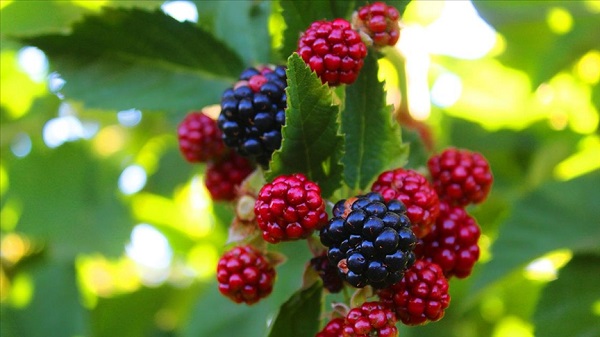 Tam bir şifa deposu! Bu meyve kanser hastalığına deva