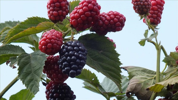 Foto - Tam bir şifa deposu! Bu meyve kanser hastalığına deva