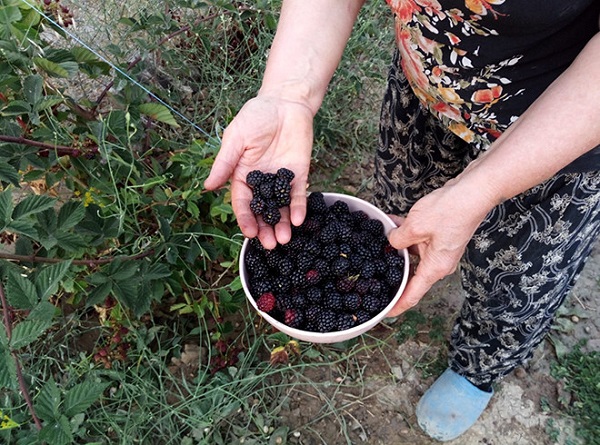 Foto - Tam bir şifa deposu! Bu meyve kanser hastalığına deva