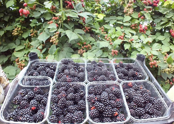 Foto - Tam bir şifa deposu! Bu meyve kanser hastalığına deva