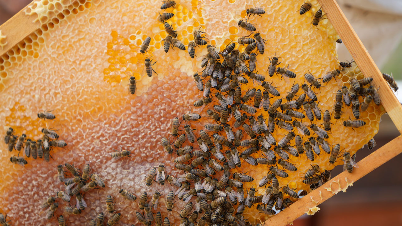 Anzer balına meydan okudu! Bu bal şifa saçıyor