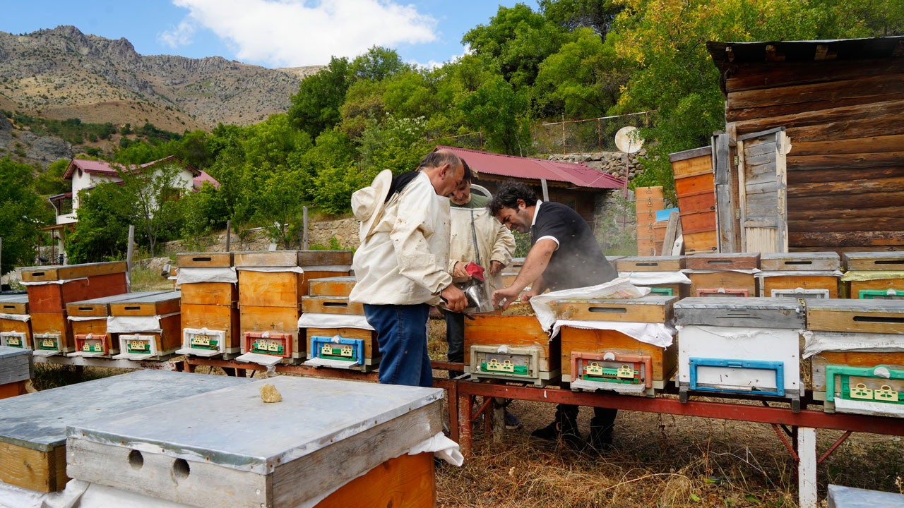 Foto - Anzer balına meydan okudu! Bu bal şifa saçıyor